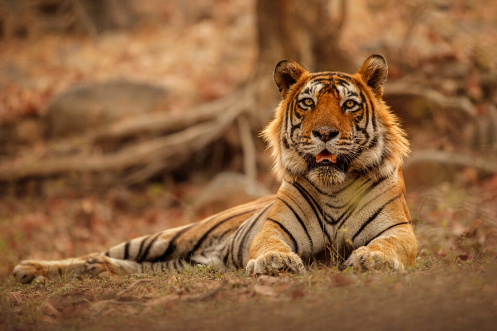 wildlife-sanctuaries-in-Uttarakhand