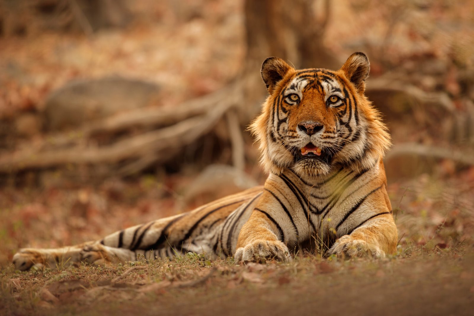 7 Best Wildlife Sanctuaries In Uttarakhand You Must Visit In 2024