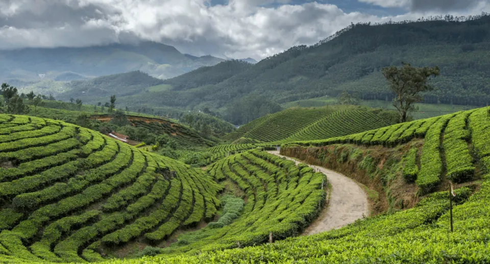 munnar