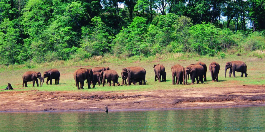 periyar wildlife