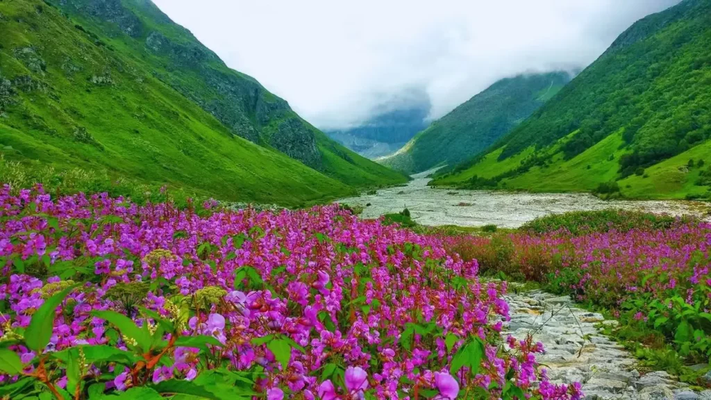 Valley of Flowers, Uttarakhand – Nature’s Blooming Canvas